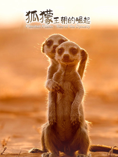 狐獴王朝的崛起